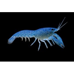 Cambarellus diminutus bleues sélection (écrevisses naines) 2-2.5cm Lots