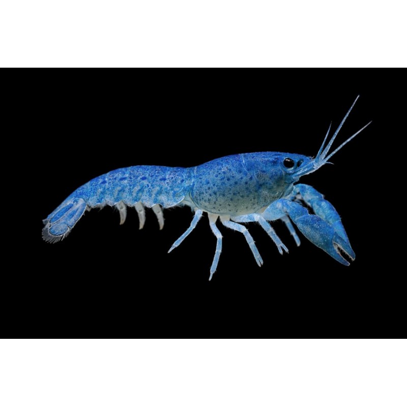cambarellus-diminutus-bleues-ecrevisses-naines aquarium