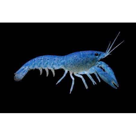 cambarellus-diminutus-bleues-ecrevisses-naines aquarium