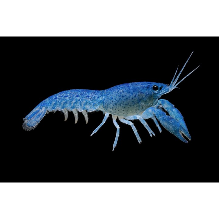 Écrevisse bleue Cambarellus diminutus – spécimen adulte