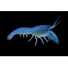 cambarellus-diminutus-bleues-ecrevisses-naines aquarium