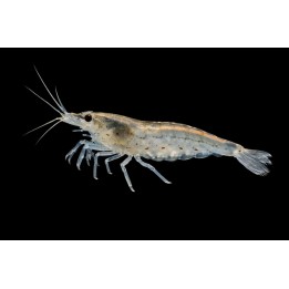 Amano Shrimp – Caridina multidentata 2–3 cm | NeoTropic
