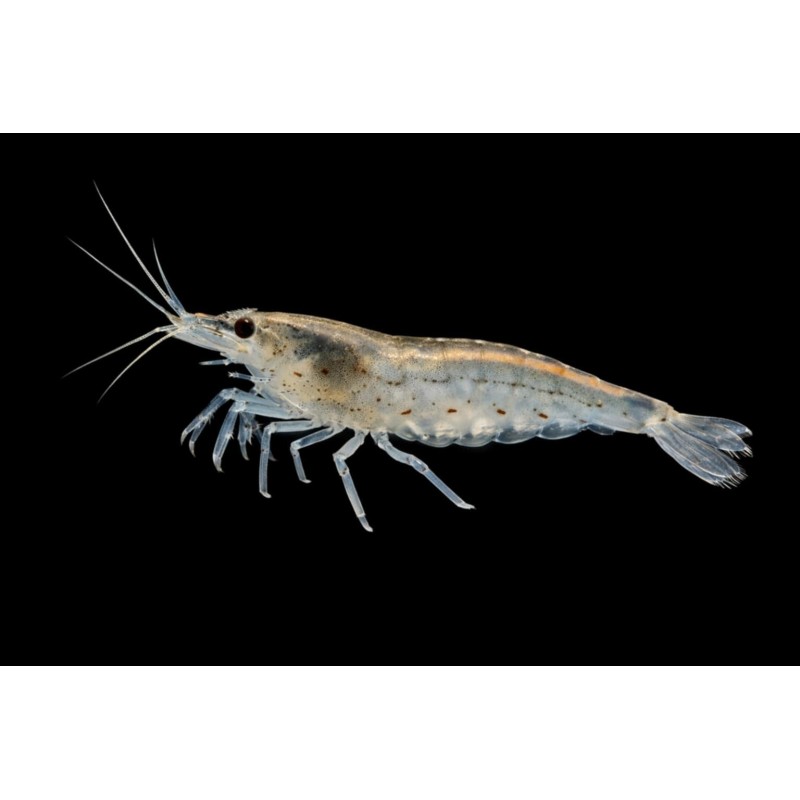 Caridina multidentata (amano),crevette aquarium