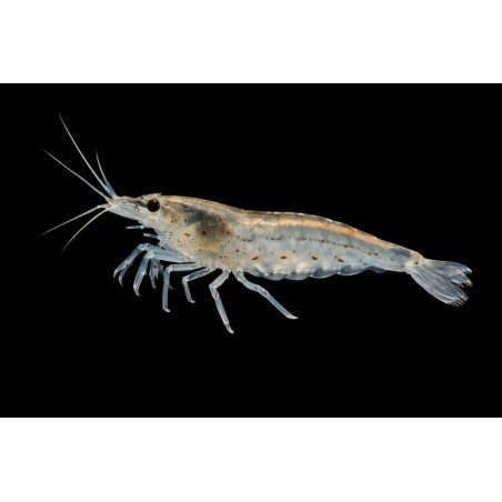 Caridina multidentata (amano),crevette aquarium