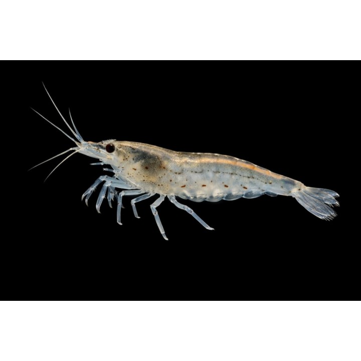 Crevette Amano – Caridina multidentata