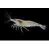 Caridina multidentata (amano),crevette aquarium