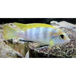 Labidochromis sp. perlmutt Higga Reef – cichlidé Mbuna du lac Malawi 6-9 cm