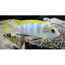 Labidochromis sp.perlmutt Higga Reef 5-7cm