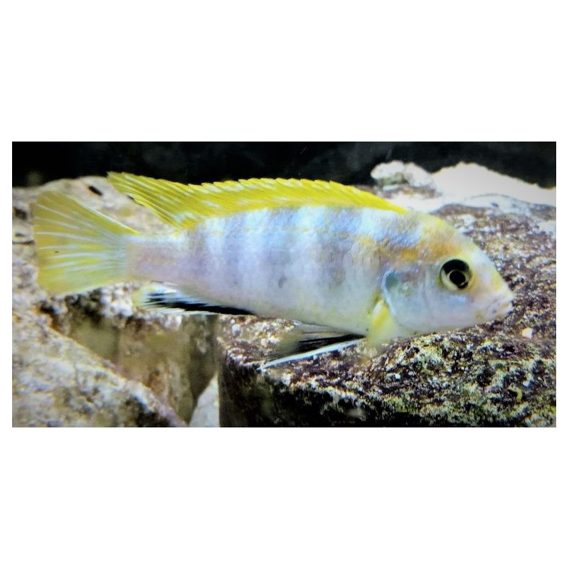 Labidochromis sp.perlmutt Higga Reef 5-7cm