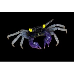 copy of Cambarellus diminutus bleues sélection (écrevisses naines) 2-2.5cm Lots