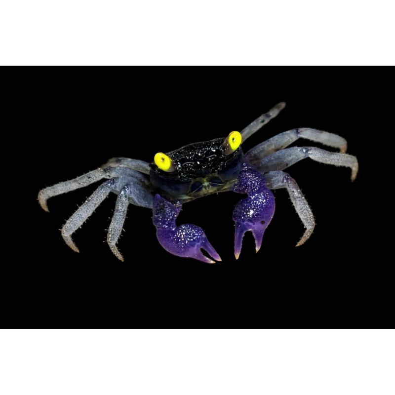 Crabe vampire Geosesarma dennerle violet à oeil jaune 2-3cm aquarium