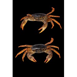 Crabe panthère Parathelphusa pantherina aquarium