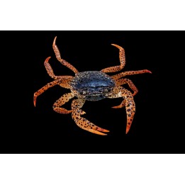 Crabe Panthère – Parathelphusa pantherina