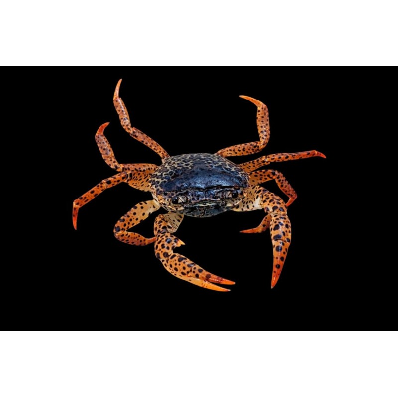 Crabe panthère Parathelphusa pantherina aquarium