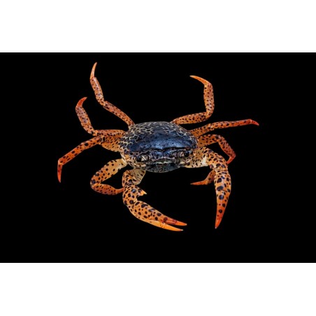 Crabe panthère Parathelphusa pantherina aquarium