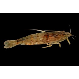 Crevette filtreuse bambou Atyopsis moluccensis