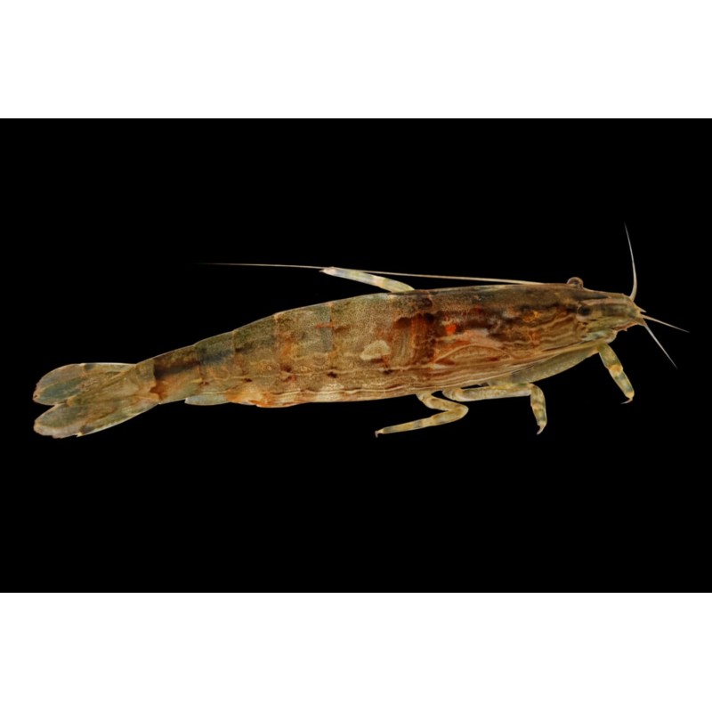 Crevette Bambou Atyopsis molucensis,crevette pinocchioaquarium