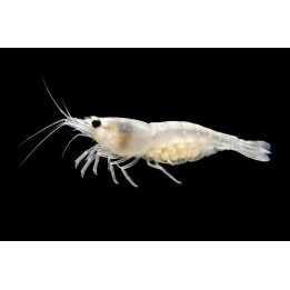 White Pearl Shrimp – Neocaridina davidi | NeoTropic