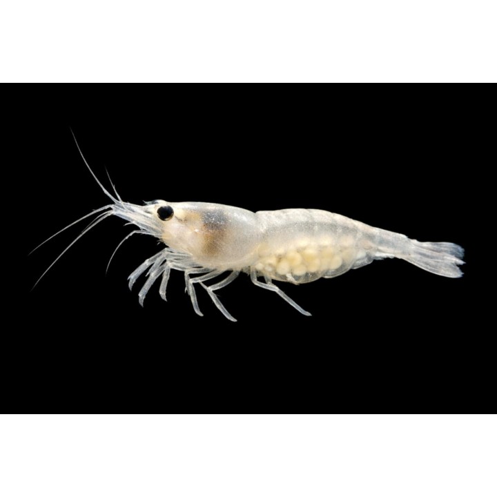 Crevette davidi White pearl
