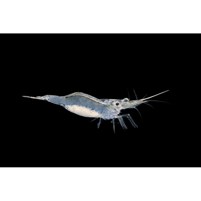 caridina gracilirostris,crevette pinocchioaquarium