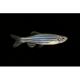 Danio rerio