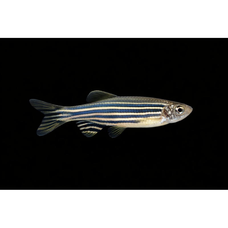 Danio rerio, élevage. poisson tropical, Magasin, VPC