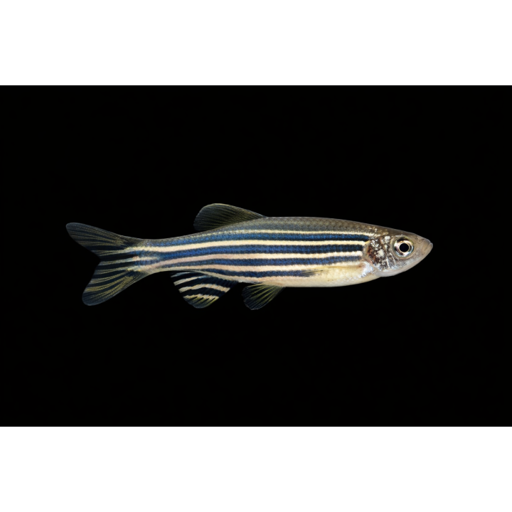 Danio rerio