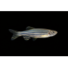 Danio rerio, élevage. poisson tropical, Magasin, VPC