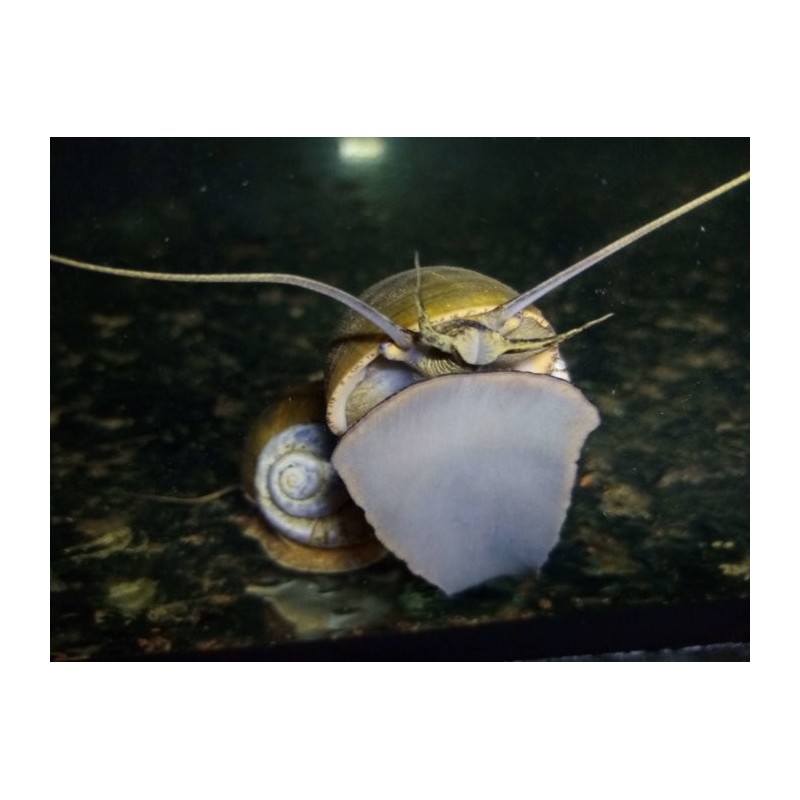Peluche - NICI - Escargot - Ultra-doux - 25x14x19 cm
