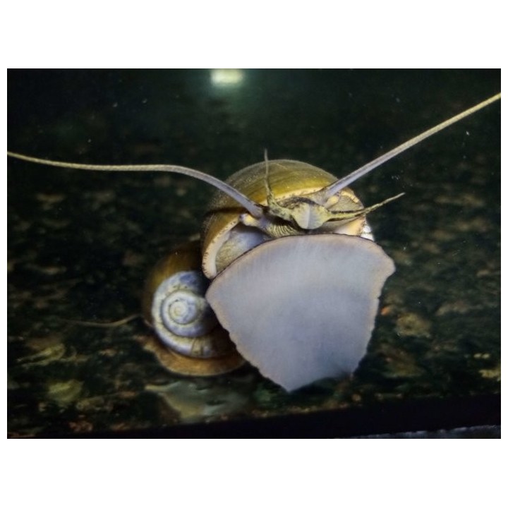 Lanistes nyassanus Chipoka F1 2-3 cm – Malawi Snail | NeoTropic