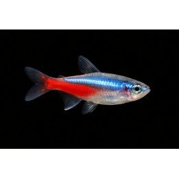 Neon Tetra – Paracheirodon innesi | NeoTropic