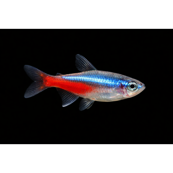 Neon Tetra – Paracheirodon innesi | NeoTropic