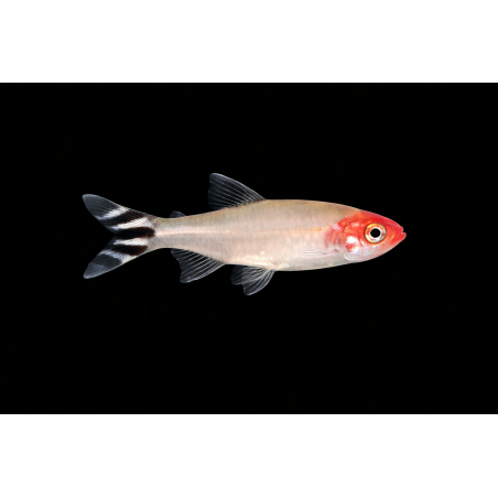 Nez rouge (Hemmigramus rhodostomus) poisson tropical, Magasin, VPC