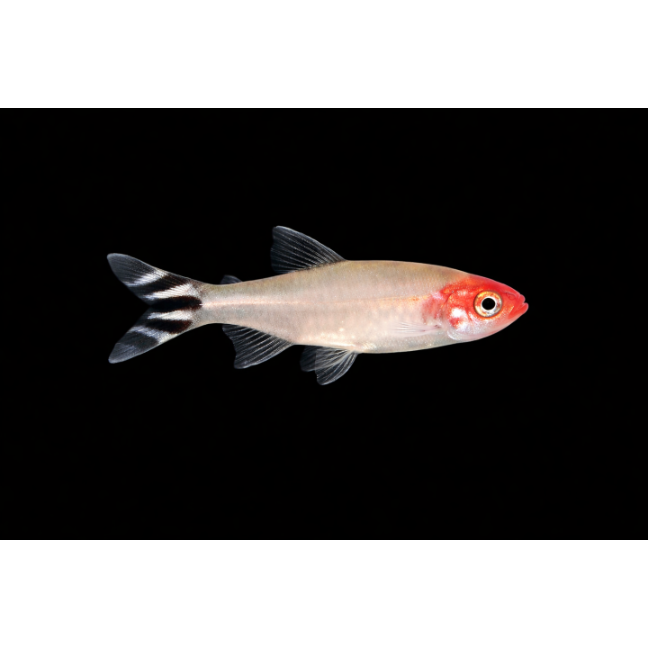 Nez rouge - Hemmigramus rhodostomus