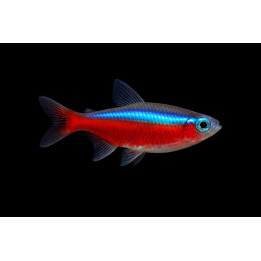 Neon cardinalis bleu - Cheirodon cardinalis