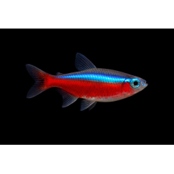 copy of copy of copy of copy of copy of Barbu Schuberti Koi- Rare!!