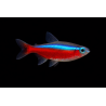 Neon cardinalis bleu, élevage. poisson tropical, Magasin, VPC