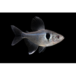 Tetra fantôme noir - Hyphessobrycon megalopterus