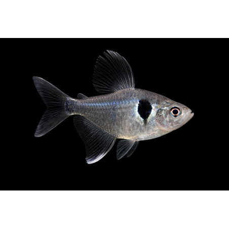 Tetra fantôme noir Hyphessobrycon megalopterus tropical, Magasin, VPC