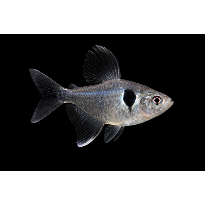 Tetra fantôme noir - Hyphessobrycon megalopterus