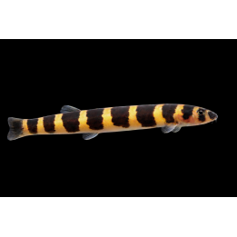 Kuhli Loach – Pangio kuhlii 6-8 cm | NeoTropic