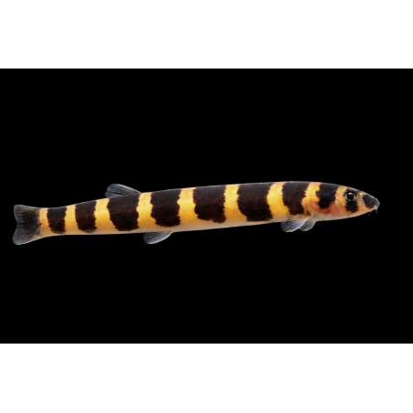 Pangio kuhli L 6-8cm élevage. poisson tropical, Magasin, VPC