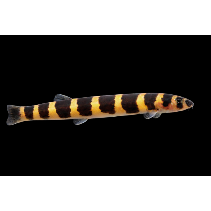 Kuhli Loach – Pangio kuhlii 6-8 cm | NeoTropic