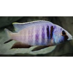 Placidochromis electra Likoma 6-9cm