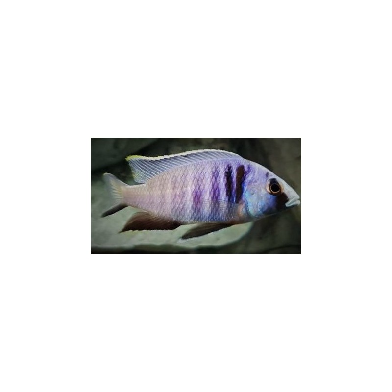 Placidochromis electra Likoma 6-9cm