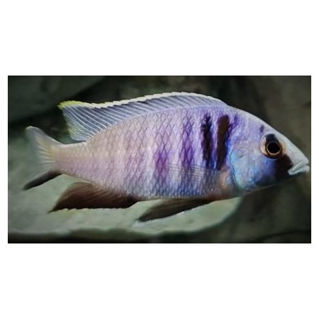 Placidochromis electra Likoma 6-9cm