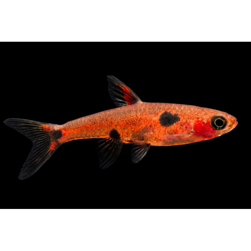 Boraras maculatus (Rasbora pygmée) poisson tropical, Magasin, VPC
