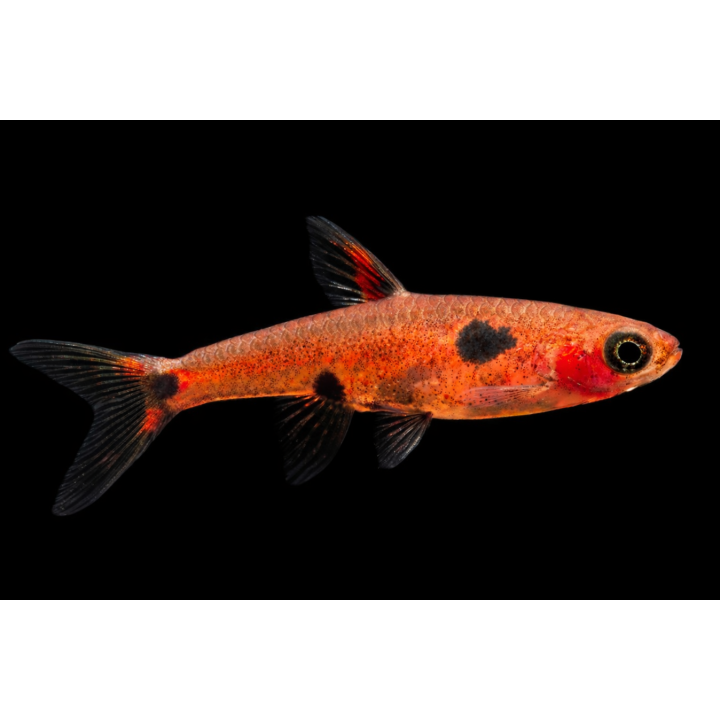 Boraras maculatus - Microrasbora nain pygmée