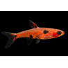 Boraras maculatus (Rasbora pygmée) poisson tropical, Magasin, VPC
