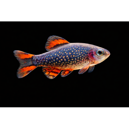 Danio galaxy, élevage. poisson tropical, Magasin, VPC